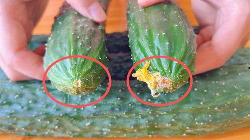 黄瓜的爆料视频在哪看,揭秘热门视频观看途径  第3张